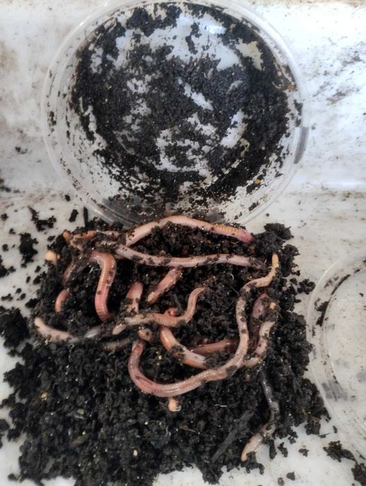 ДЕНДРОБЕН килограм - 60 лева, Доза 12 - 14 бройки - 1,50 лв.