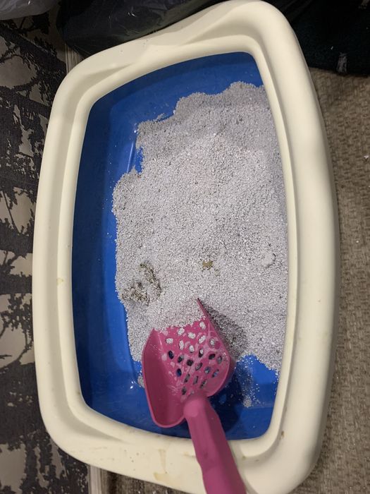 Шотландский маргау сатылады