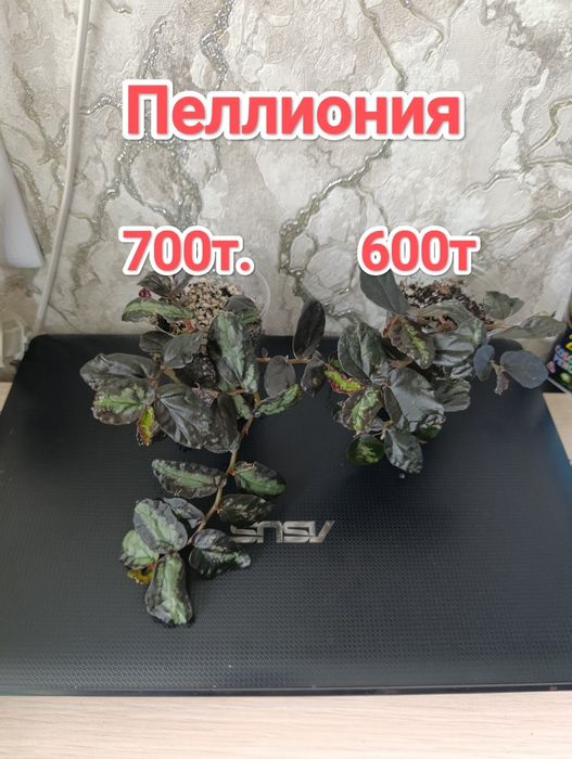 Комнатные растения кжби