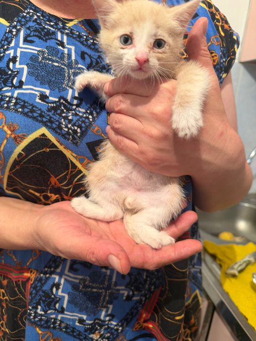 Отдам котенка в добрые руки