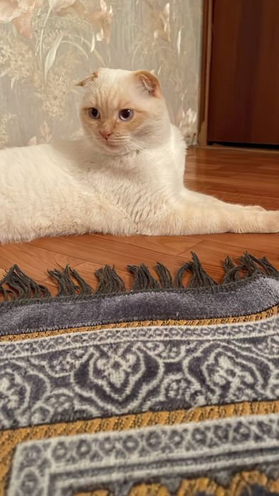 Скоттиш фолд мысығы сатылады