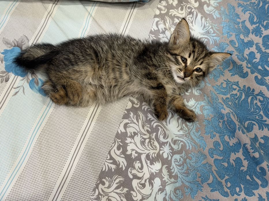 Отдам котенка в добрые руки