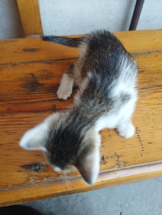 Котята | Отдам на хороший руки