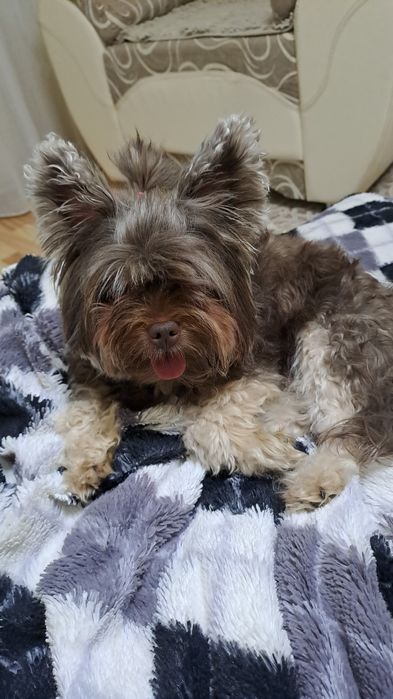 Цветной йорк  вязка