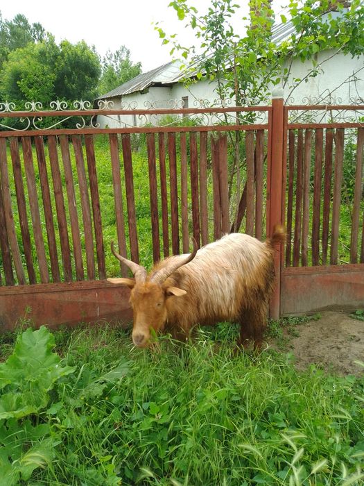 Vând 2 capre și 2 țapi