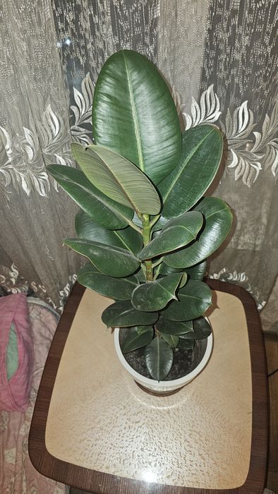 Продам цветок Фикус Робуста