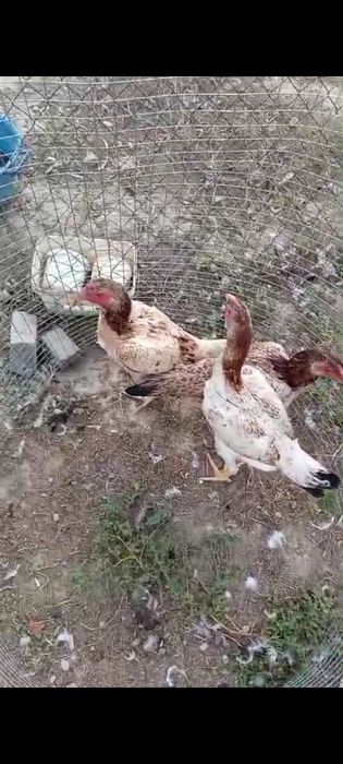 Продам дакан хорошие