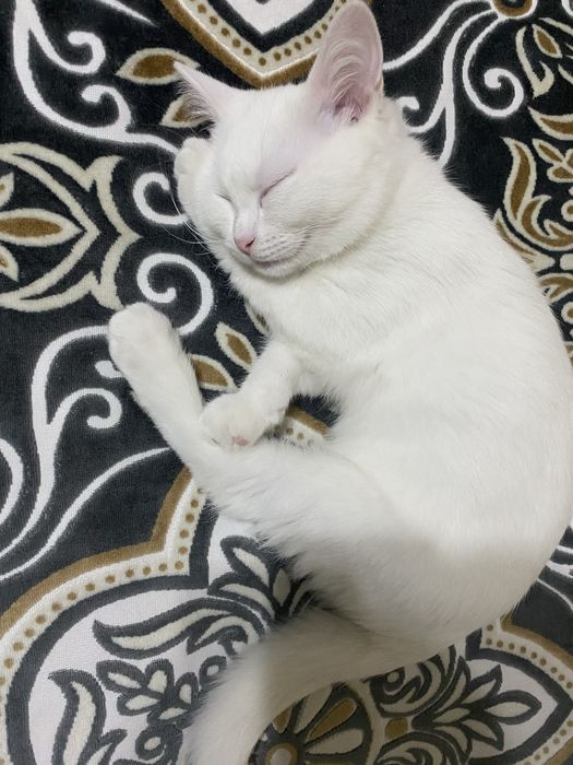 Отдаем кота в добрые руки.