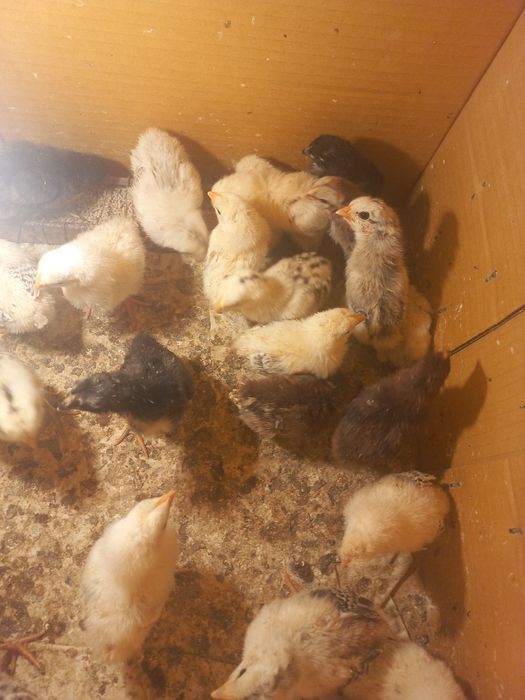 Жужалар сотилади