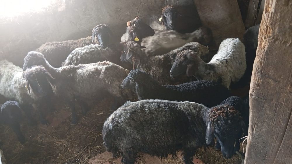 Қойлар  сатылады. Продам баранов.