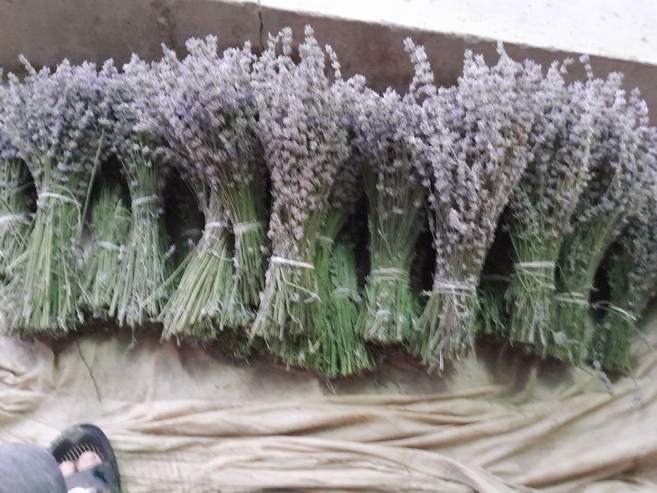 Многолетные вечнозеленные похучие лечебные полукустарники