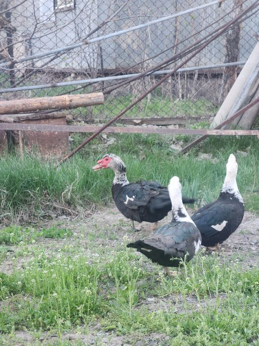 Продам недауток .