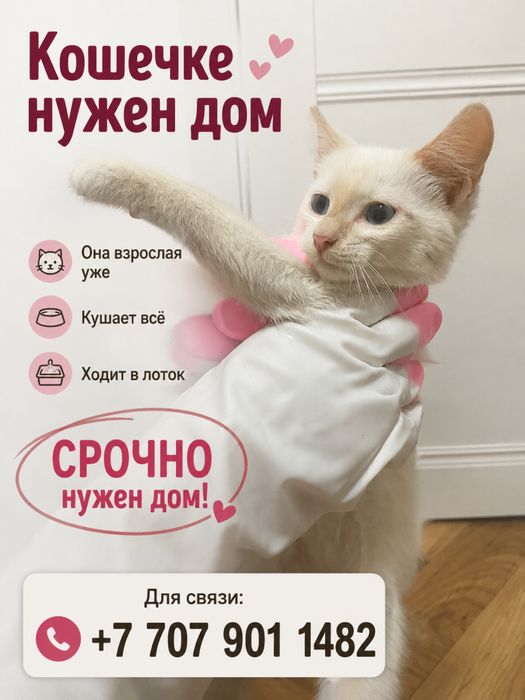Кошечка в добрые руки. Срочно ищет дом!