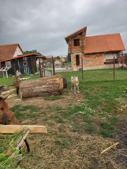 Vând capra cu 3 litri de lapte