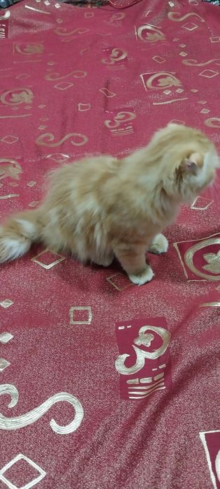 Скоттиш фолд хейланд