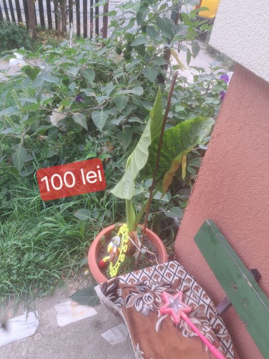 Vând florii .În apropiere de Baia Mare nu ofer transport