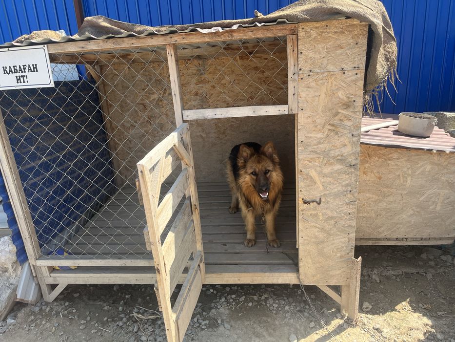 Собака с вольером