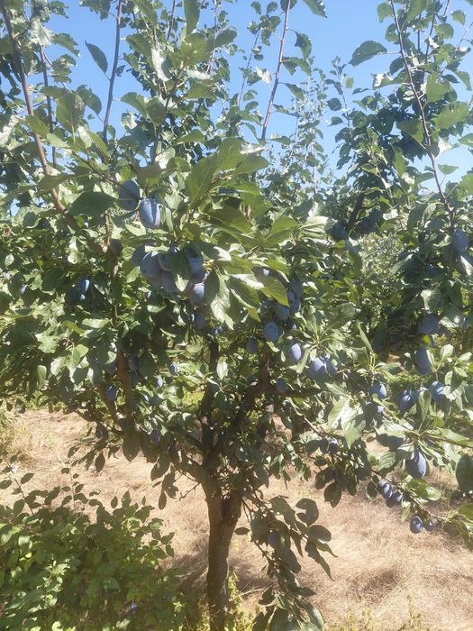 Prune Stanley calitatea 1