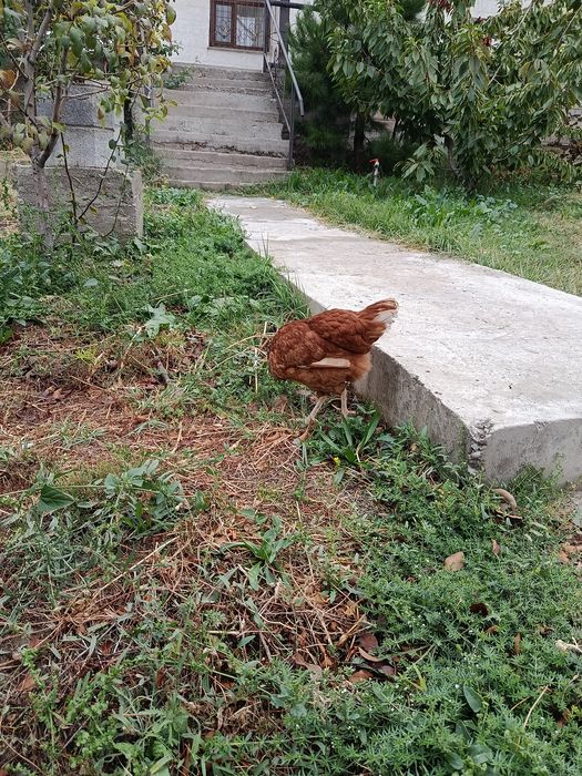 Курица ломан браун