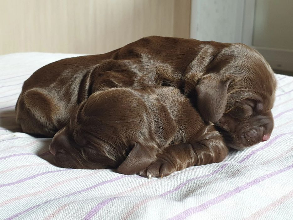 Спаниель! Документы! Чиспопородность!