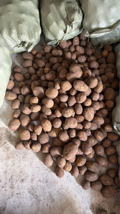 Продаю картофель