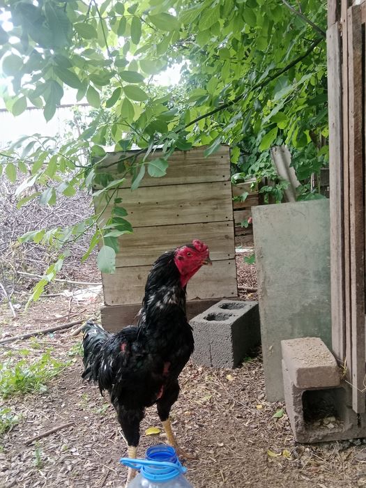 Продам дакан срочно