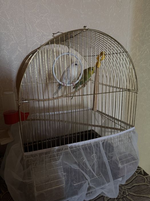продается попугай , с клеточкой