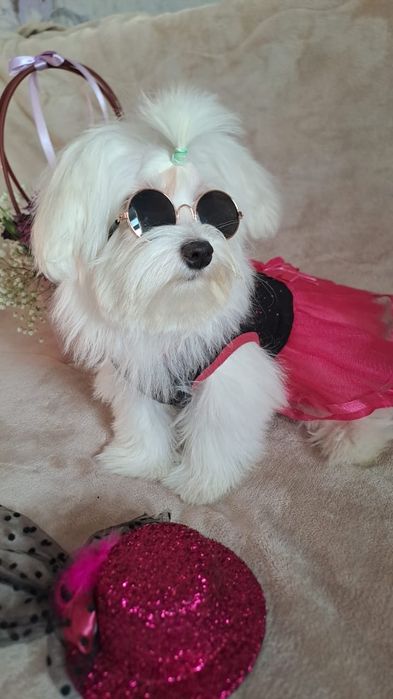 Прелесные щенки мальтеза