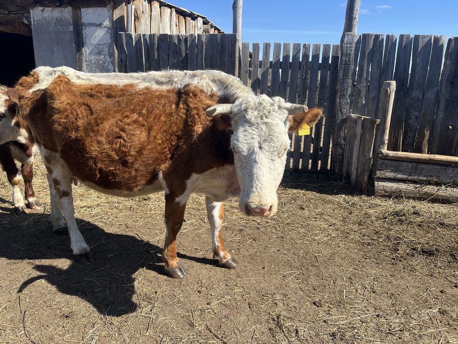 Дойная корова с теленком