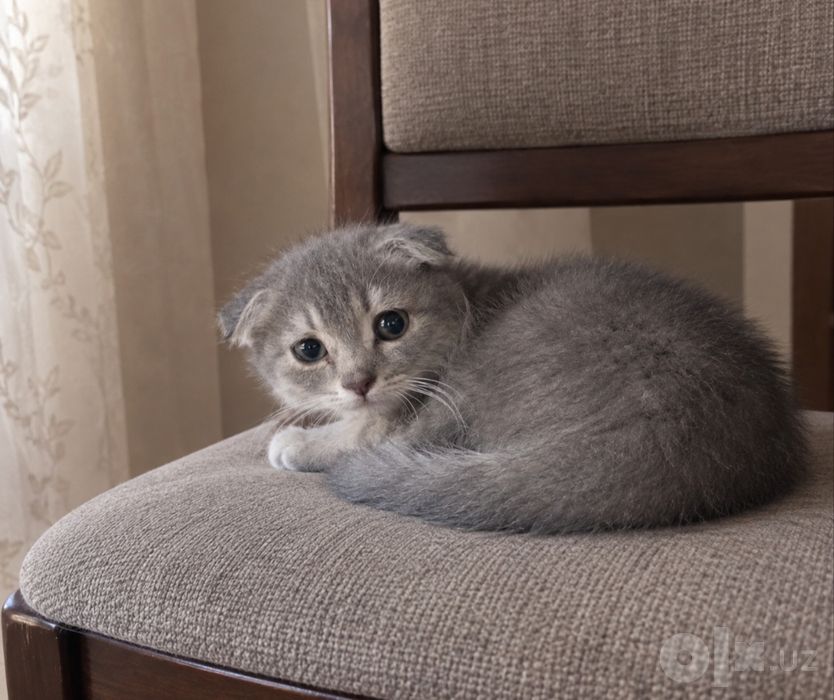 Мушу яхш колга берлад