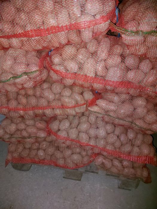 Cartofi consum soraya