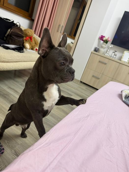 Buldog francez are 8luni bine în tretinut tote vacinurile cip