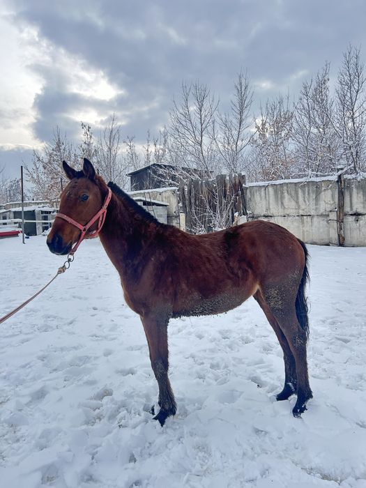 Байтал ұрғашы тай