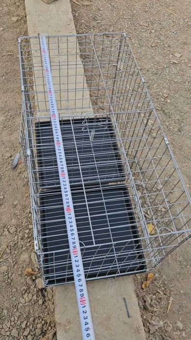 Голуби на выстовке