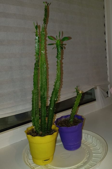 Продам кактус молочай трехгранный