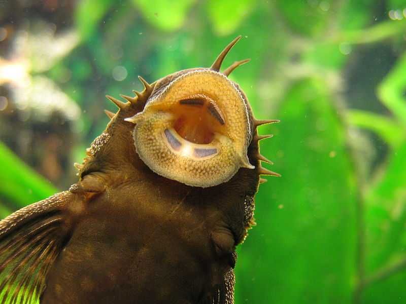 pesti acvariu sanitar Ancistrus dolichopterus