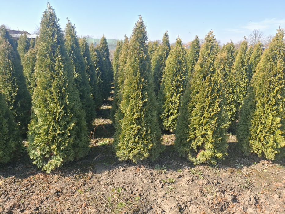 Tuia smaragd verde,gold si columnara gold,photina,prunus nigra,leyland