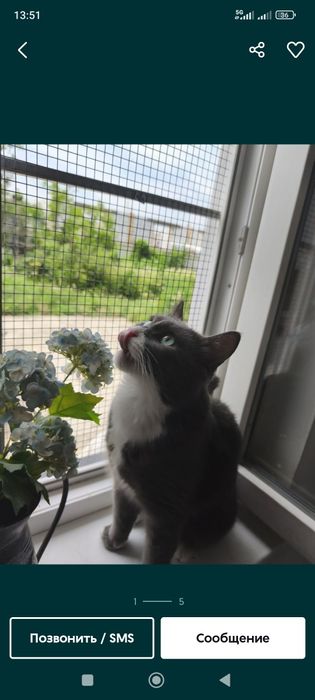 Антикошка москитные сетки