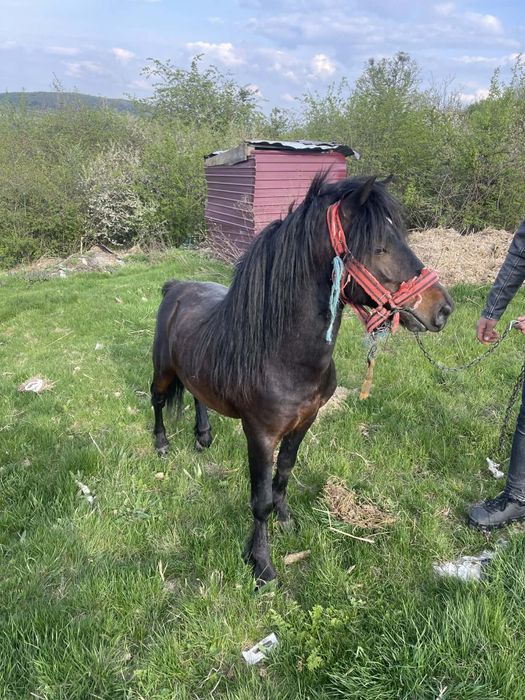 Vînd sau schimb armasar de monta