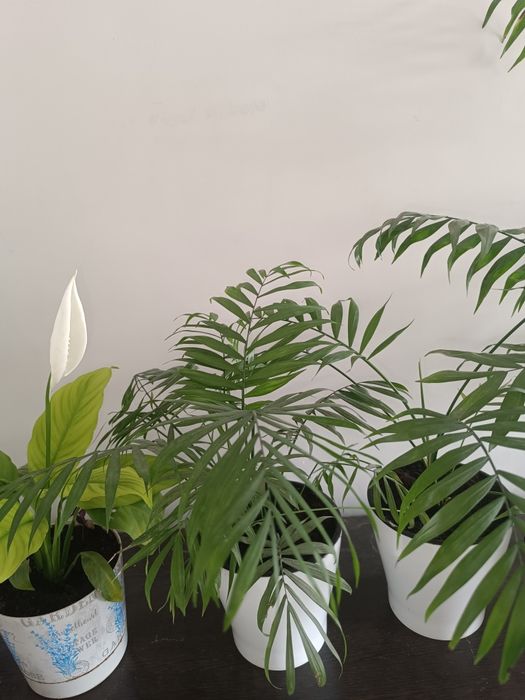 Продам комнатные цветы