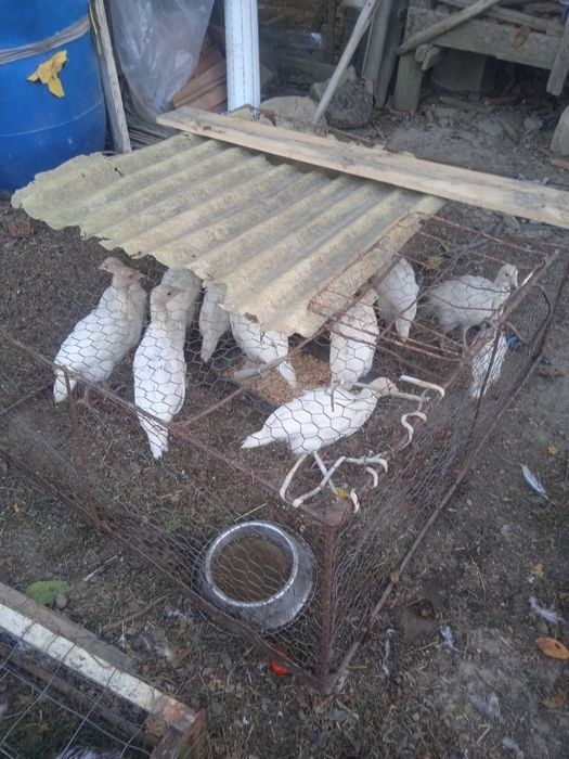 Pui de curca de vanzare