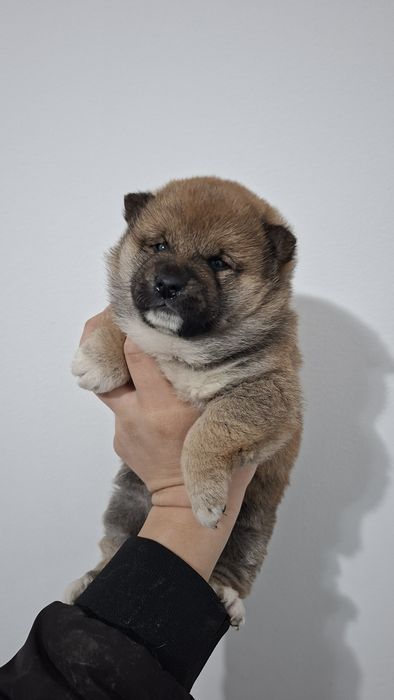 Щенки щенки Сиба-ину )))