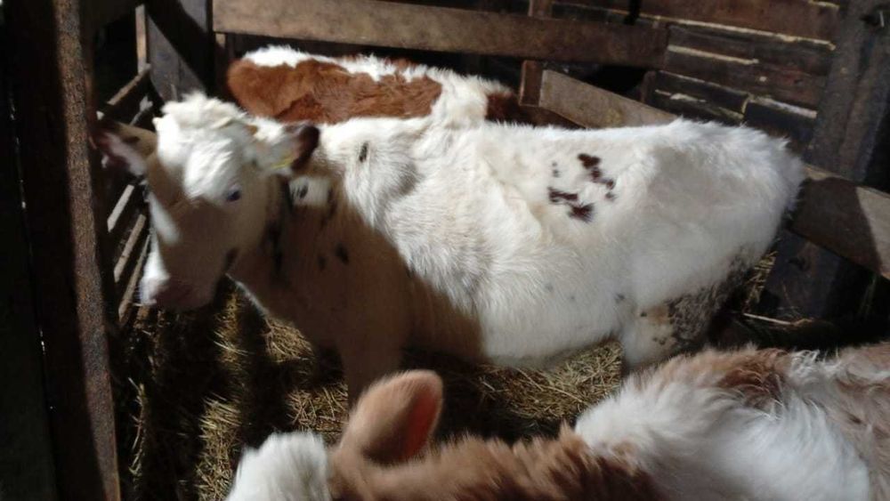 Продам тёлочек  8-9 месяцев .