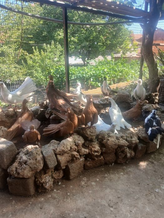 Варненски гълъби