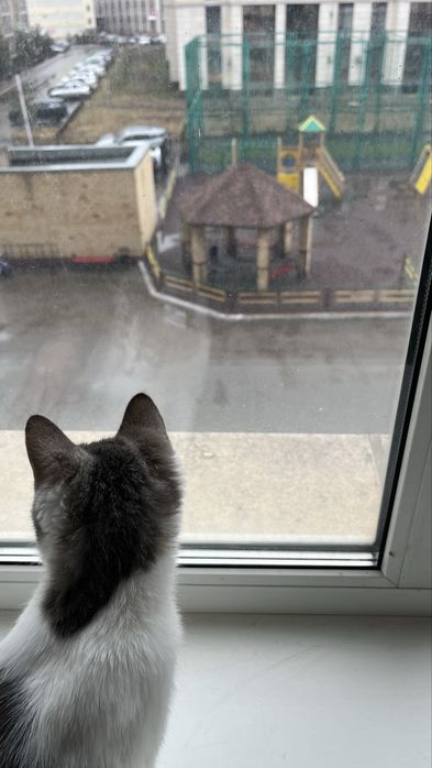 Кошка в хорошие руки