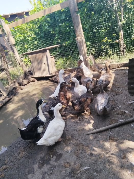 Продам молодых уточек