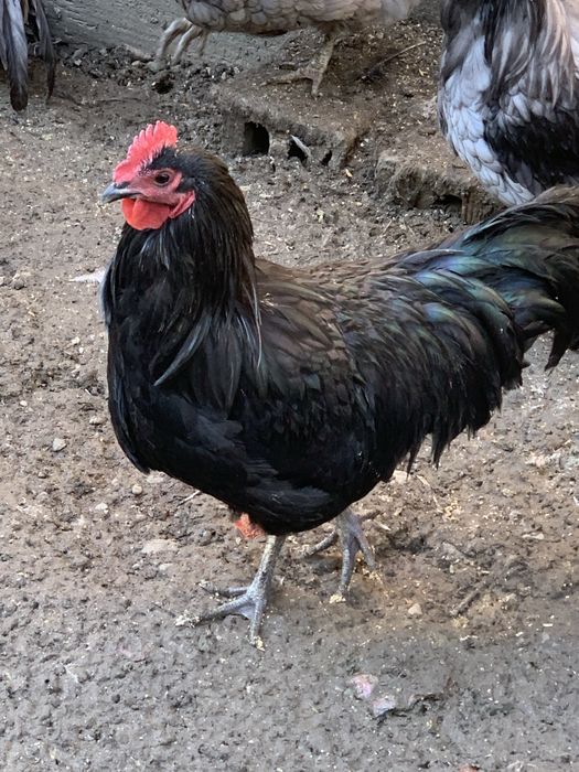 Australorp de vanzare
