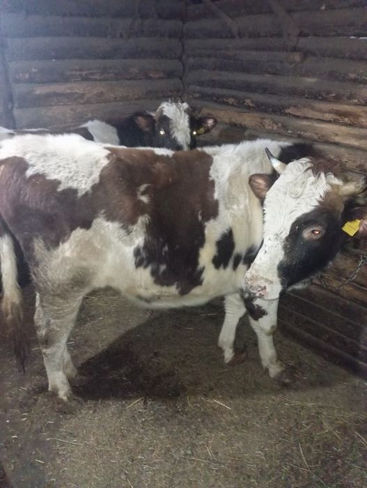 Продам быка 3 года.