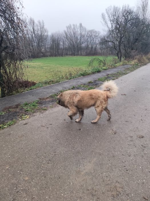Mascul Ciobanesc caucazian accept și schimb cu alte animale de fermă.