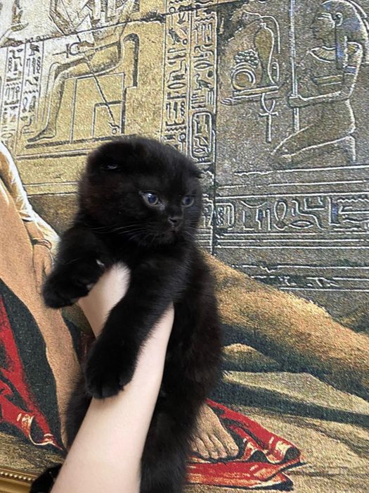 Остался шикарный мальчик